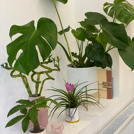 Jungle Loft - Central/free Parking Appartement