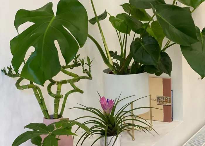 Jungle Loft - Central/free Parking Appartement